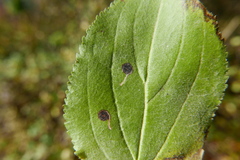 Bucculatrix frangutella