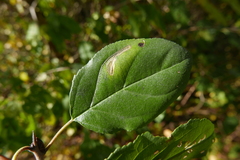 Stigmella catharticella