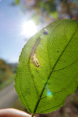 Stigmella catharticella