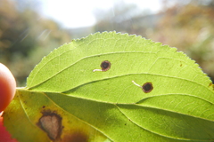 Bucculatrix frangutella