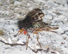 Otites lamed