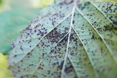 Phragmidium bulbosum