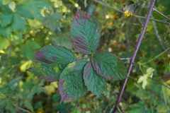 Phragmidium bulbosum