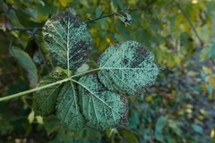 Phragmidium bulbosum