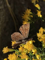 Calephelis arizonensis