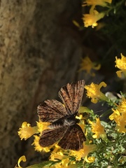 Calephelis arizonensis