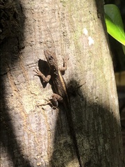Anolis sagrei