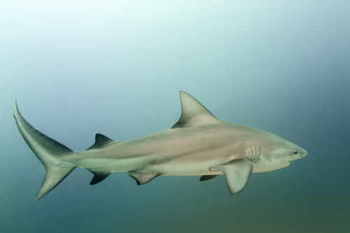 Bull shark (Carcharhinus leucas) — Carcharhinidae — 4