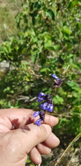 Salvia lasiocephala
