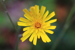 Hieracium maculatum