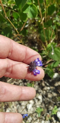 Salvia lasiocephala