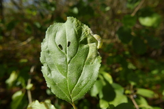 Trichochermes walkeri