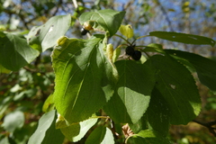 Trichochermes walkeri