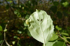 Trichochermes walkeri