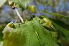 Trichochermes walkeri