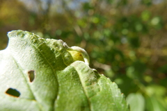 Trichochermes walkeri