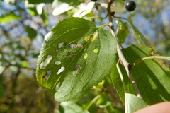 Bucculatrix frangutella