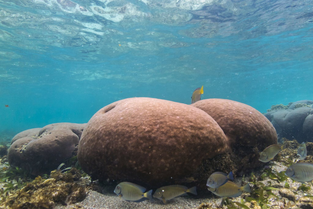 Massive Starlet Coral