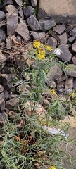 Senecio inaequidens