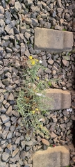 Senecio inaequidens