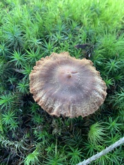 Cortinarius flexipes