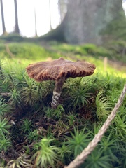 Cortinarius flexipes