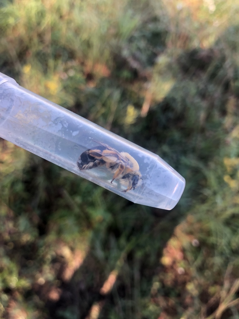 Caupolicana electa