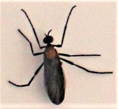 Plecia ruficollis