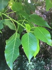 Ficus tremula