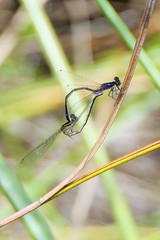 Proischnura polychromatica