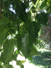 Ficus tremula