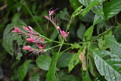 Lophostachys chiapensis