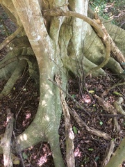 Ficus tremula