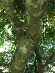 Ficus tremula