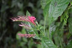 Lophostachys chiapensis