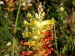 Lachenalia orchioides