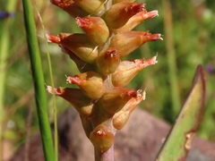 Lachenalia orchioides
