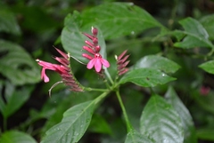 Lophostachys chiapensis