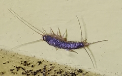 Ctenolepisma longicaudatum