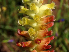 Lachenalia orchioides