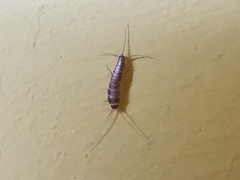 Ctenolepisma longicaudatum