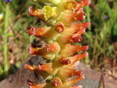 Lachenalia orchioides