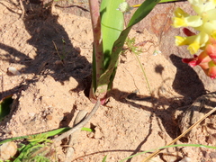 Lachenalia orchioides