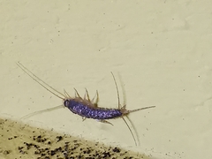 Ctenolepisma longicaudatum