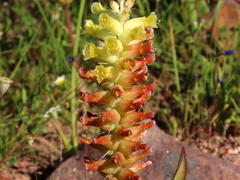 Lachenalia orchioides