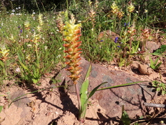 Lachenalia orchioides