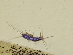 Ctenolepisma longicaudatum