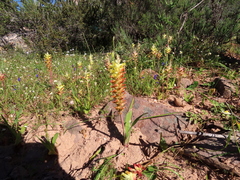 Lachenalia orchioides