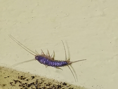 Ctenolepisma longicaudatum
