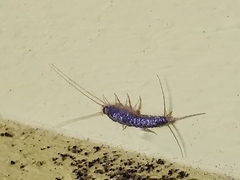 Ctenolepisma longicaudatum